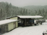 Blue Mule shivering in the snow in Colville