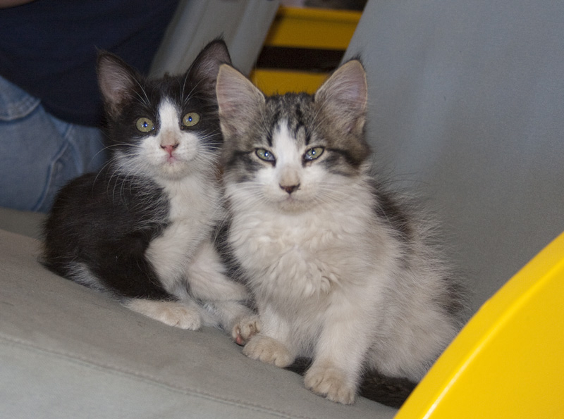 Jeep kitties