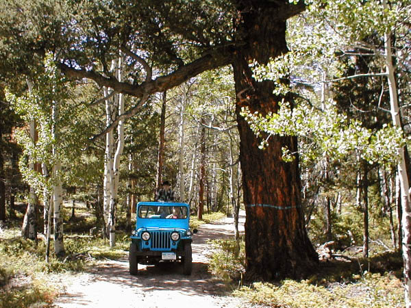 raspberry gulch and the grand old fir