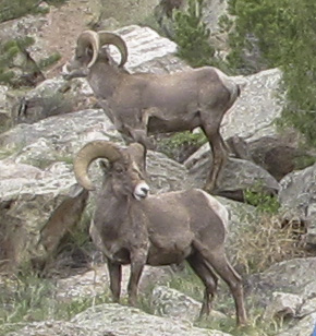 Rocky Mountain sheep in the southern Four Mile ORV area