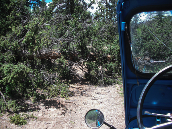 Downed Tree on trail above Chubb Park